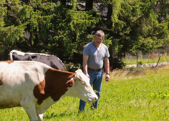Chjristophe Conreau avec ses vaches à Orbey