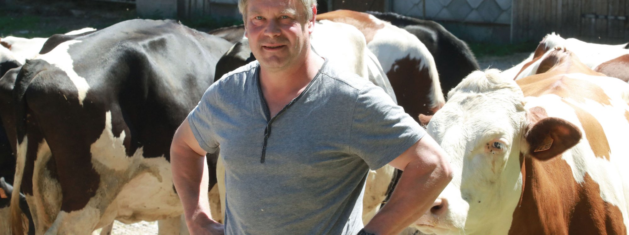 Christophe Conreau avec son troupeau de vaches au pré