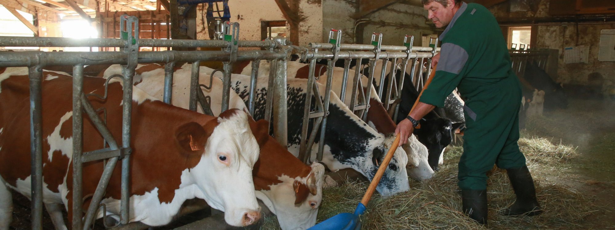 Christophe Conreau qui nourrit ses vaches à l'étable